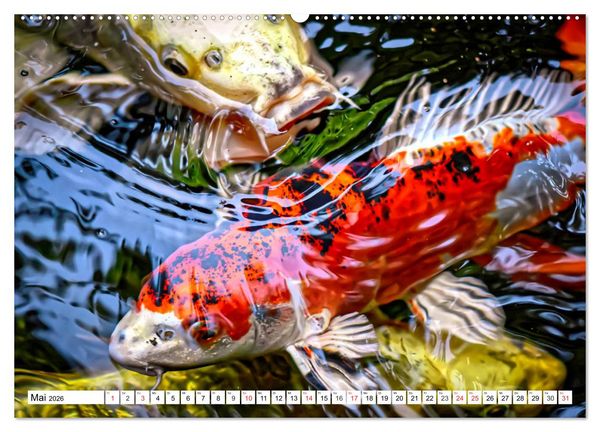 Produktbild: Koi Karpfen. Blickfang und Gl&uuml;cksbringer (Wandkalender 2026 DIN A2 quer), CALVENDO Monatskalender