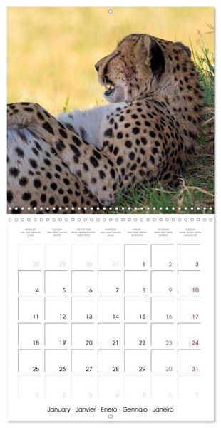 Produktbild: CATS OF AFRICA (Wall Calendar 2027 12 &times; 12 Inch) CALVENDO 12 Month Wall Calendar