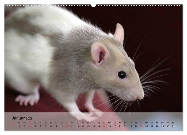 Produktbild: Ratten - Gelehrige Haustiere (hochwertiger Premium Wandkalender 2026 DIN A2 quer), Kunstdruck in Hochglanz
