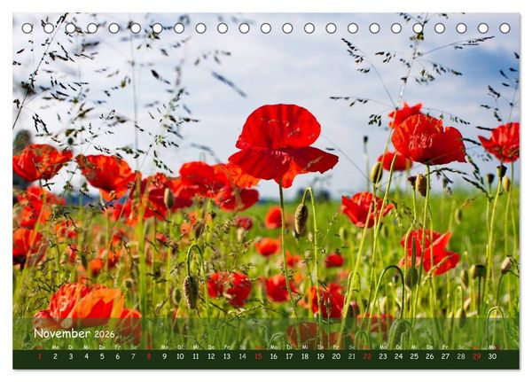 Produktbild: Mohntr&auml;ume (Tischkalender 2026 DIN A5 quer), CALVENDO Monatskalender