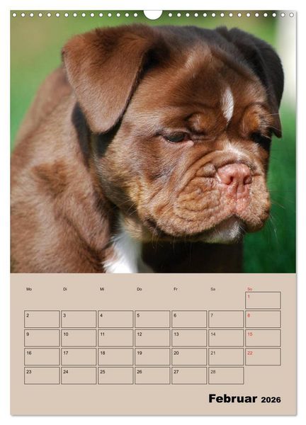 Produktbild: Bulldoggen-Gesichter (Wandkalender 2026 DIN A3 hoch), CALVENDO Monatskalender