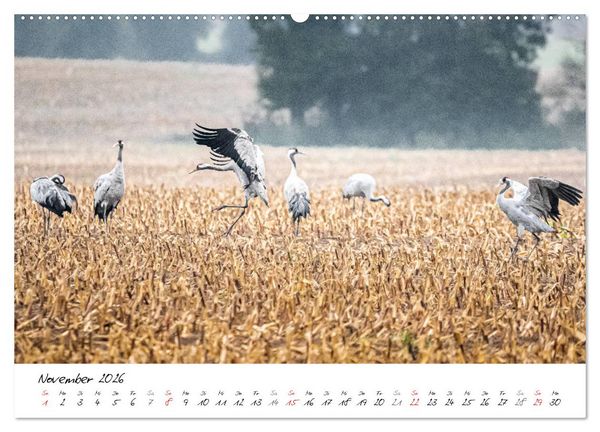 Produktbild: Mein Fischland! Unterwegs auf dem Dar&szlig; (Wandkalender 2026 DIN A2 quer), CALVENDO Monatskalender