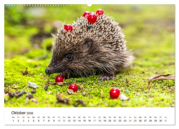 Produktbild: Igel 2026. Tierische Impressionen (Wandkalender 2026 DIN A2 quer), CALVENDO Monatskalender
