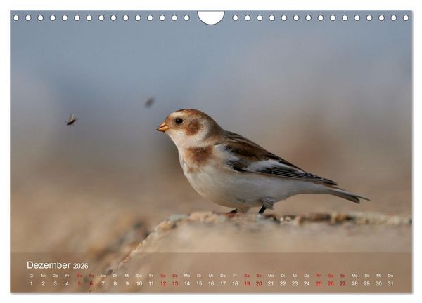 Produktbild: V&ouml;gel an Deutschlands K&uuml;sten (Wandkalender 2026 DIN A4 quer), CALVENDO Monatskalender