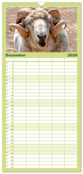 Produktbild: Familienplaner 2026 - Schafe mit 5 Spalten (Wandkalender, 21 x 45 cm) CALVENDO
