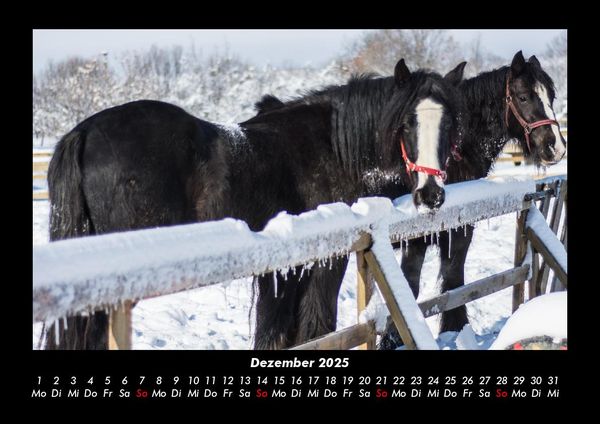 Produktbild: Pferdegefl&uuml;ster 2025 Fotokalender DIN A3