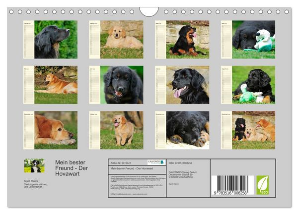 Produktbild: Mein bester Freund - Der Hovawart (Wandkalender 2026 DIN A4 quer), CALVENDO Monatskalender