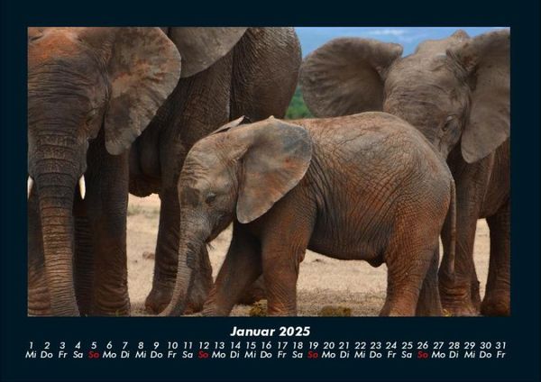 Produktbild: Elefanten 2025 Fotokalender DIN A4