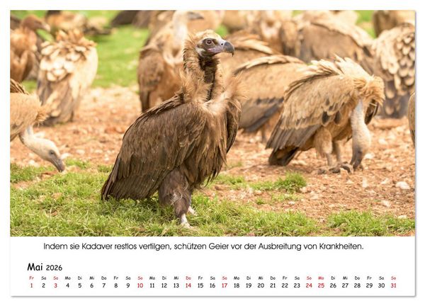 Produktbild: Die Geier sind los (Wandkalender 2026 DIN A4 quer), CALVENDO Monatskalender