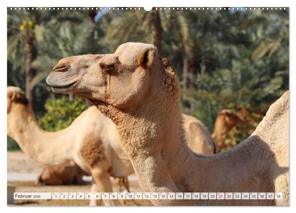 Produktbild: Orient - Manama, Abu Dhabi, Dubai, Maskat (Wandkalender 2026 DIN A2 quer), CALVENDO Monatskalender