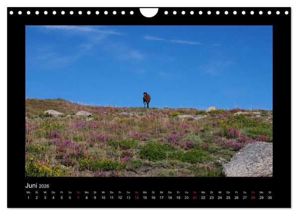 Produktbild: Garranos - Bedrohte Wildpferde Europas (Wandkalender 2026 DIN A4 quer), CALVENDO Monatskalender