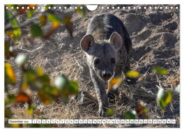 Produktbild: Hy&auml;nen - gro&szlig; und klein (Wandkalender 2026 DIN A4 quer), CALVENDO Monatskalender