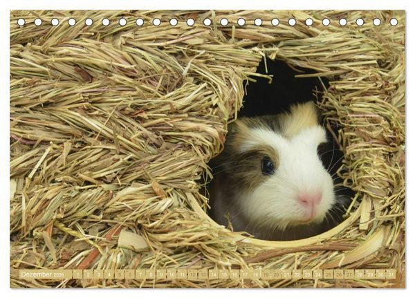 Produktbild: BABY Meerschweinchen Traumhaft s&uuml;&szlig; (Tischkalender 2026 DIN A5 quer), CALVENDO Monatskalender