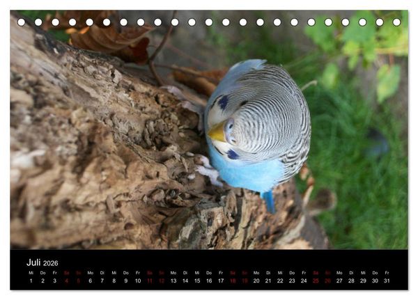 Produktbild: Wellensittichtr&auml;ume - Der neue Wellensittich-Naturkalender (Tischkalender 2026 DIN A5 quer), CALVENDO Monatskalender