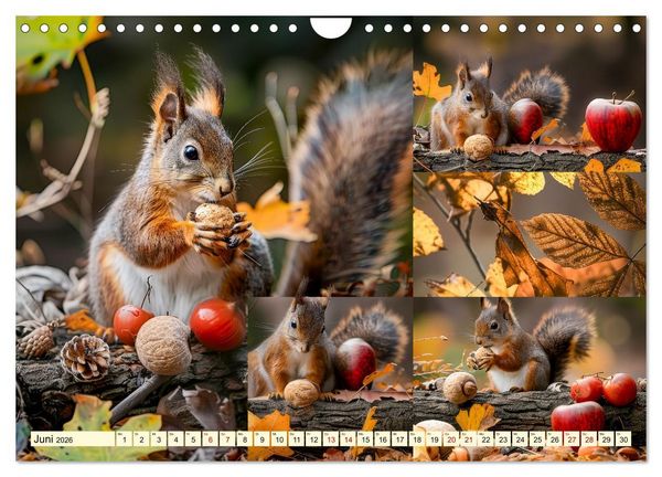 Produktbild: Eichh&ouml;rnchen - tollk&uuml;hne Kletterer (Wandkalender 2026 DIN A4 quer), CALVENDO Monatskalender
