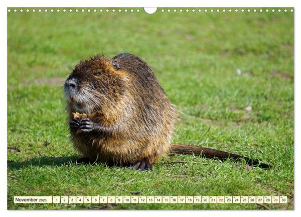Produktbild: Nutrias Pei&szlig;nitzinsel Halle Saale (Wandkalender 2026 DIN A3 quer), CALVENDO Monatskalender
