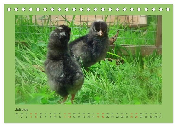 Produktbild: Wer schnattert und gackert denn da? - K&uuml;ken-Edition (Tischkalender 2026 DIN A5 quer), CALVENDO Monatskalender