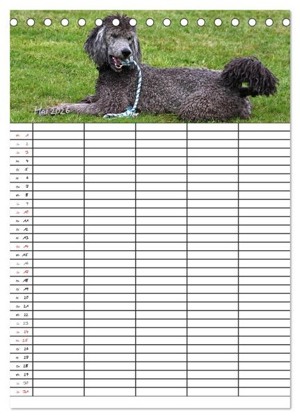 Produktbild: Der Pudel-Familienplaner (Tischkalender 2026 DIN A5 hoch), CALVENDO Monatskalender
