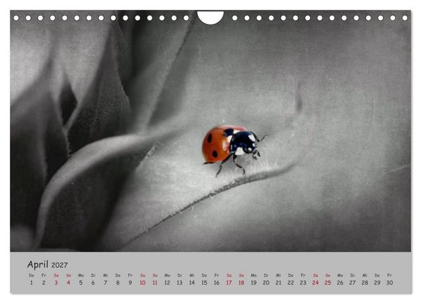 Produktbild: Gl&uuml;cksk&auml;fer (Wandkalender 2027 DIN A4 quer), CALVENDO Monatskalender