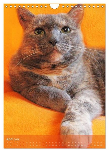 Produktbild: KATZEN AUGEN BLICKE (Wandkalender 2026 DIN A4 hoch), CALVENDO Monatskalender