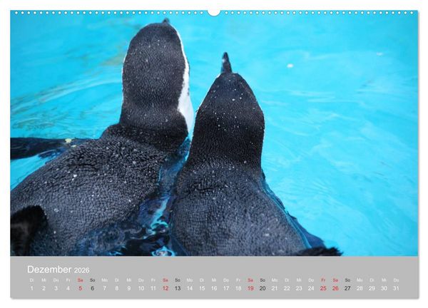 Produktbild: Pinguine 2026 (Wandkalender 2026 DIN A2 quer), CALVENDO Monatskalender