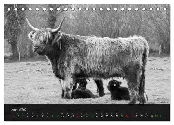 Produktbild: Highland Cattle vom Nordlicht - Faszination Hochland Rind (Tischkalender 2026 DIN A5 quer), CALVENDO Monatskalender