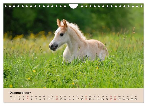 Produktbild: Haflinger Fohlen (Wandkalender 2027 DIN A4 quer), CALVENDO Monatskalender