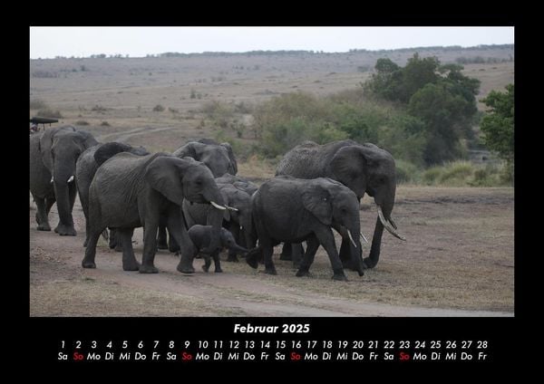 Produktbild: Elefanten 2025 Fotokalender DIN A3