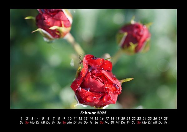 Produktbild: Blumentr&auml;ume 2025 Fotokalender DIN A3