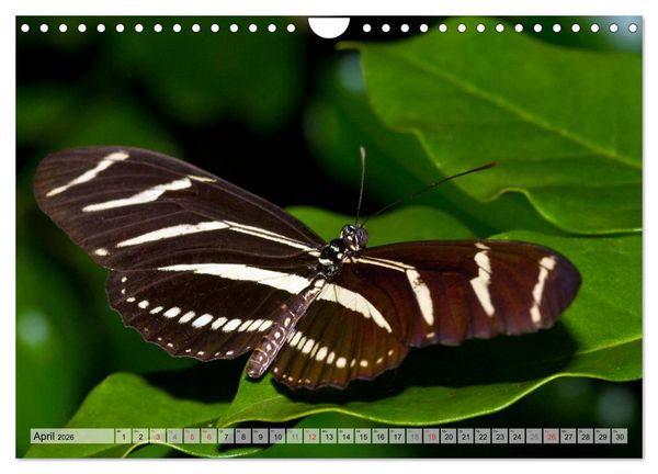 Produktbild: Schmetterlinge - zarte Gesch&ouml;pfe der Natur (Wandkalender 2026 DIN A4 quer), CALVENDO Monatskalender