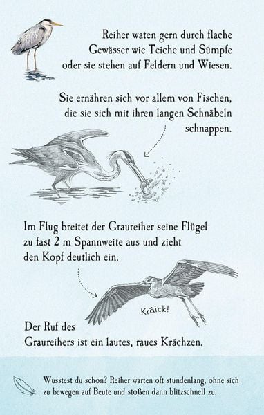 Produktbild: Natur-Entdecker-Karten: Unsere heimischen V&ouml;gel