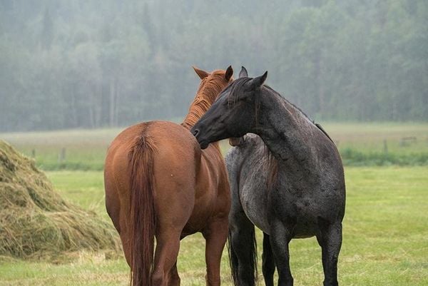 Produktbild: Heartland - Paradies f&uuml;r Pferde - Staffel 8.2: Episode 10-18 [3 DVDs]