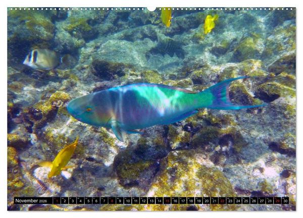 Produktbild: Fische und Meerestiere (Wandkalender 2026 DIN A2 quer), CALVENDO Monatskalender