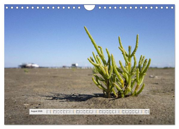 Produktbild: St. Peter-Ording (Wandkalender 2026 DIN A4 quer), CALVENDO Monatskalender