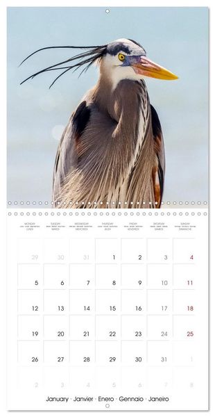 Produktbild: The beauty of herons and egrets (Wall Calendar 2026 12 &times; 12 Inch) CALVENDO 12 Month Wall Calendar