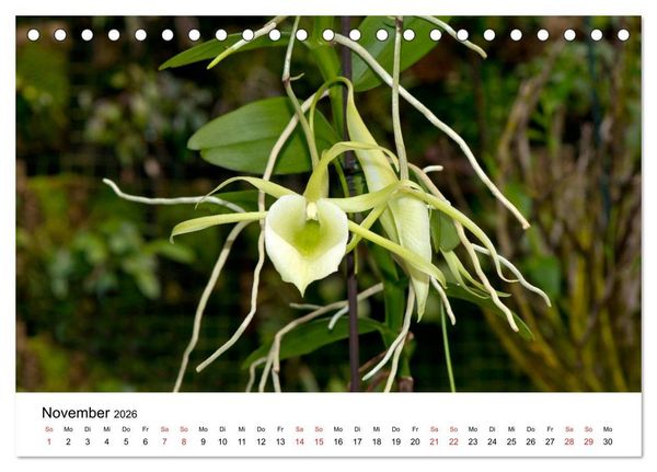 Produktbild: Vielfalt der Orchideen (Tischkalender 2026 DIN A5 quer), CALVENDO Monatskalender