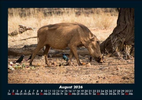 Produktbild: Tierkalender 2026 Fotokalender DIN A5