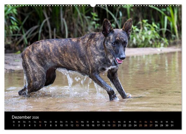 Produktbild: Holl&auml;ndischer Sch&auml;ferhund (hochwertiger Premium Wandkalender 2026 DIN A2 quer), Kunstdruck in Hochglanz