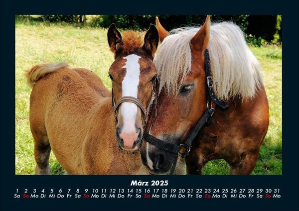 Produktbild: Pferdetraum 2025 Fotokalender DIN A4