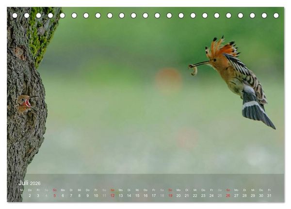 Produktbild: Wiedehopf (Tischkalender 2026 DIN A5 quer), CALVENDO Monatskalender