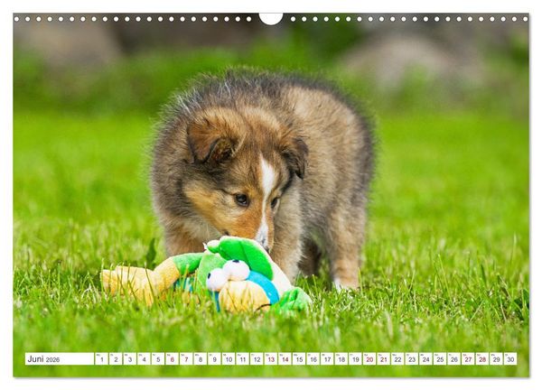 Produktbild: Sheltie - Ein St&uuml;ck vom Gl&uuml;ck (Wandkalender 2026 DIN A3 quer), CALVENDO Monatskalender