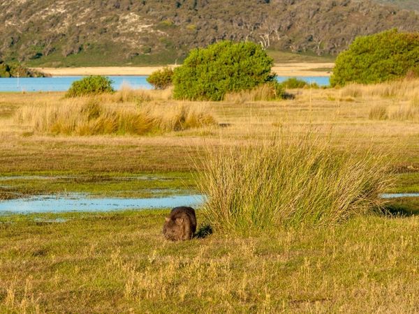 Produktbild: CALVENDO Puzzle Wombat im Narawntapu NP | 1000 Teile Lege-Gr&ouml;&szlig;e 64x48cm Foto-Puzzle f&uuml;r gl&uuml;ckliche Stunden