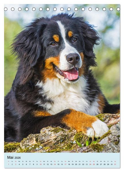 Produktbild: Berner Sennenhund - stark , sch&ouml;n und liebenswert (Tischkalender 2026 DIN A5 hoch), CALVENDO Monatskalender
