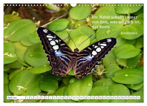Produktbild: Kraftquelle Natur (Wandkalender 2026 DIN A3 quer), CALVENDO Monatskalender