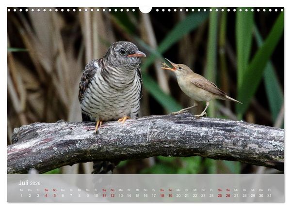 Produktbild: Kuckuck,Kuckuck,rufts aus dem Wald (Wandkalender 2026 DIN A3 quer), CALVENDO Monatskalender