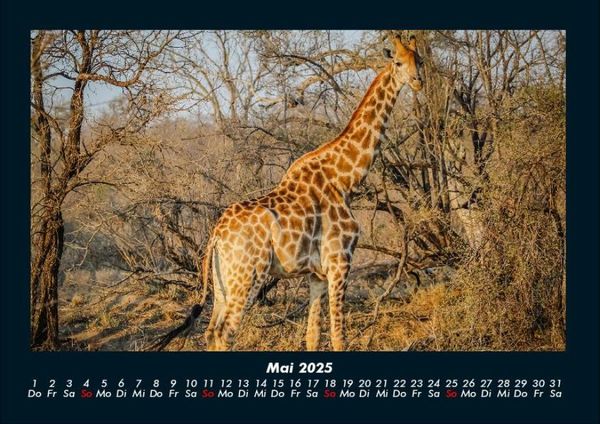 Produktbild: Giraffen 2025 Fotokalender DIN A4