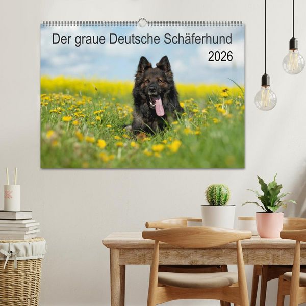 Produktbild: Der graue Deutsche Sch&auml;ferhund (Wandkalender 2026 DIN A2 quer), CALVENDO Monatskalender