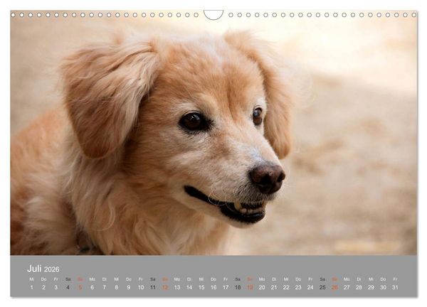Produktbild: Graue Schnuten - Hunde in den besten Jahren (Wandkalender 2026 DIN A3 quer), CALVENDO Monatskalender
