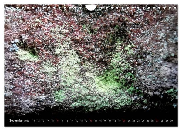 Produktbild: Welt der Flechten (Wandkalender 2026 DIN A4 quer), CALVENDO Monatskalender