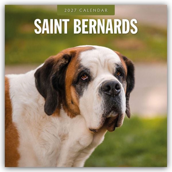 Produktbild: Saint Bernards &ndash; Bernhardiner 2027 &ndash; 16-Monatskalender
